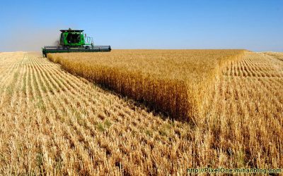 افزایش نرخ خرید تضمینی گندم در راستای حمایت از تولید ملی است